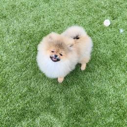 Archie - Orange sable male Pomeranian puppy in Hot Springs, Arkansas from Pomeranian Empire