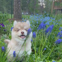 Little fox - Red and white male Pomsky puppy in Rathdrum, Idaho from Smart Pomskies and Frenchies