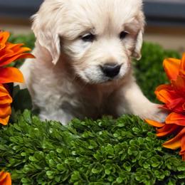 Isla - Light golden female Golden Retriever puppy in Pembroke, Virginia from Springhouse Farms