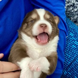 Pomsky Puppies from River Enz Pomskies