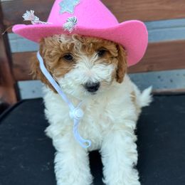 Prim - Parti female Goldendoodle puppy in Huntington, Utah from Krispydoodle
