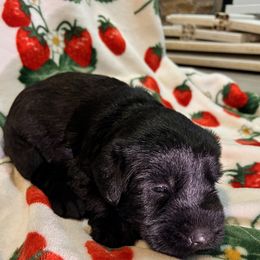 Giant Schnauzer Puppies from Toledo Bend Giants Vom Zitronen