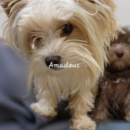 Amadeus - Yorkshire Terrier