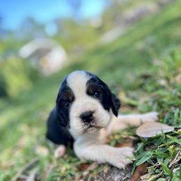 English Springer Spaniel Puppies from Redemption Fields