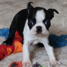 Minnie - Black and white female Boston Terrier puppy in Winnsboro, Texas from JP Ranch Bulldogs