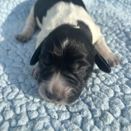 Boy 1 - Black and white male English Springer Spaniel puppy in Almena, Wisconsin from Poskin Lake Springer Spaniels