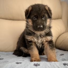 Boy 1 Black - German Shepherd puppy from Von Palmore Hof