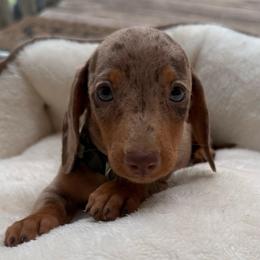 Cinnamon - Dapple female Dachshund puppy in Bradenton, Florida from Winsor Family Dachshunds