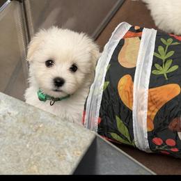 Leo - White male Coton de Tulear puppy in Warrenton, Virginia from Four Lochs LLC
