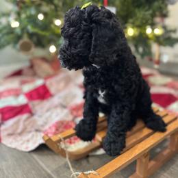 Belle of Louisville - Black female Goldendoodle puppy in Camden, North Carolina from Oopsie Doodles of NC
