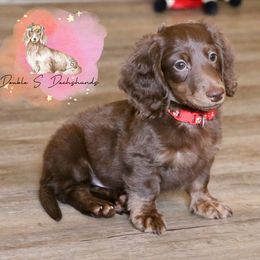Australian Cattle Dog and Dachshund Puppies from Double S Kennel