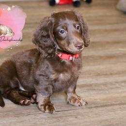 Australian Cattle Dog and Dachshund Puppies from Double S Kennel