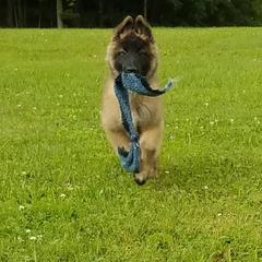 Belgian Tervuren Puppies from Devoue Belgians