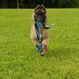 Belgian Tervuren Puppies from Devoue Belgians