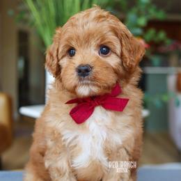 Pitch - Red male Cavapoo puppy in Salado, Texas from Red Ranch Dogs