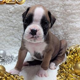 Zeke - Fawn male Boxer puppy in Mountain Home, Idaho from LJK Boxers & Toy Aussies