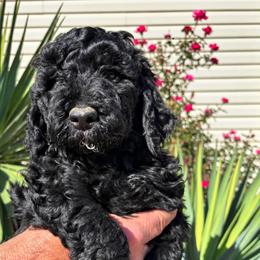 Bayou - Black male Poodle puppy in Woodleaf, North Carolina from Circle T Ranch K9s