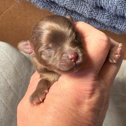 Nugget - Chocolate female Pomeranian puppy in Edmond, Oklahoma from My Sun & Moon Poms