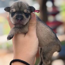 Pink collar - Salt and pepper female Miniature Schnauzer puppy in Brownwood, Texas from Texas Dreams Mini Schnauzers