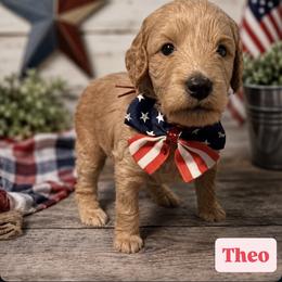 Theo aka Red Collar - Apricot male Goldendoodle puppy in Portland, Tennessee from Happy_Tails_by_TJ
