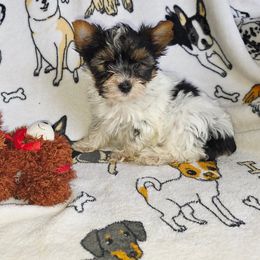 Felix - Parti male Yorkshire Terrier puppy in Bartlesville, Oklahoma from Chracy's yorkie babies