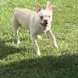Zeus - Boston Terrier