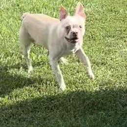 Zeus - Boston Terrier