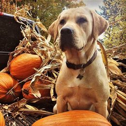 Labrador Retrievers from Asher Acres Labs