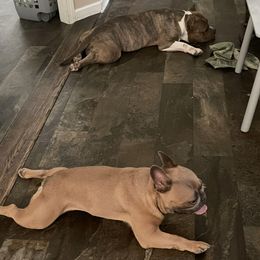 American Bullies and French Bulldogs from Noble One Bullies