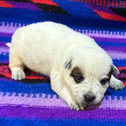 L66-01 - Red speckled female Australian Cattle Dog puppy in Sheridan, Oregon from 6pk Cattledogs