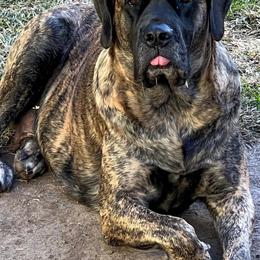 Mastiffs from Faith Mastiffs