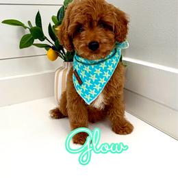 Glow - Red male Cavapoo puppy in Buford, Georgia from Petite Posh Puppies