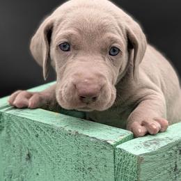 Caden - Silver gray male Weimaraner puppy in Evart, Michigan from Drehbar Weimaraners