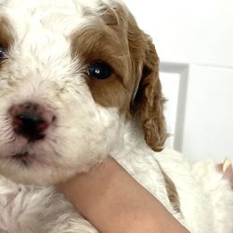 Bernedoodles, Cavapoos, Goldendoodles, and Poodles from Utah Mountain Doodles