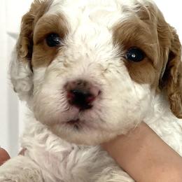 Bernedoodles, Cavapoos, Goldendoodles, and Poodles from Utah Mountain Doodles