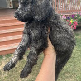 Poodle Puppies from Legacy Farms Standard Poodles