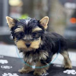 Luka - Black and tan male Yorkshire Terrier puppy in Hot Springs, Arkansas from Blissful_Yorkies