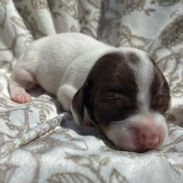 Dolly Parton - Piebald female Dachshund puppy in Dobson, North Carolina from Oakleys Dachshund Haven