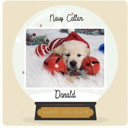 Golden Retriever Puppies from Ruff Life Goldens