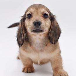 VERSACE - AKC Import Lines - Cream female Dachshund puppy in Coweta, Oklahoma from Sunnyside Dachshunds