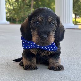 Dachshund Puppies from RRD