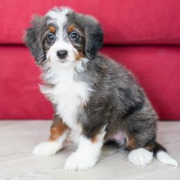 Kit Kat (socialization student) - Merle female Bernedoodle puppy in Dundee, Ohio from Down Home Doodle