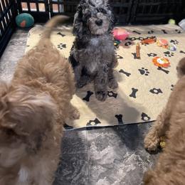 Golden Aussiedoodle and Goldendoodle Puppies from Law Doodles of SC