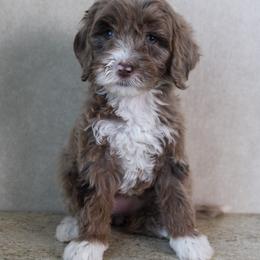 Dream - Merle female Goldendoodle puppy in Warsaw, Ohio from Lovabledoodles