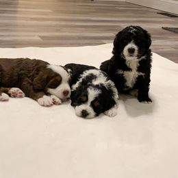 Bernedoodle Puppies from Lovable Bernedoodles