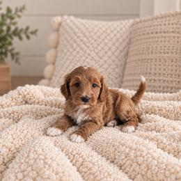 Marietta - Red  female Goldendoodle puppy in Floyd, Virginia from Hearts and Paws Poodles and Doodles
