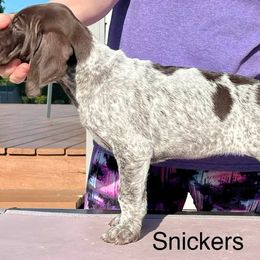 Girl 4 - German Shorthaired Pointer puppy in Walford, Iowa from Wild Rose GSP's