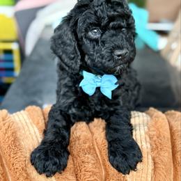 Cosmo - Black male Goldendoodle puppy in Miami, Florida from Jade’s Paws & Co. Of Miami LLC