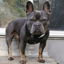 French Bulldogs from C.O.’s Inktown Kennels