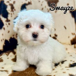 Swayze - White male Maltese puppy in Morehead, Kentucky from Paw Perfect Pets